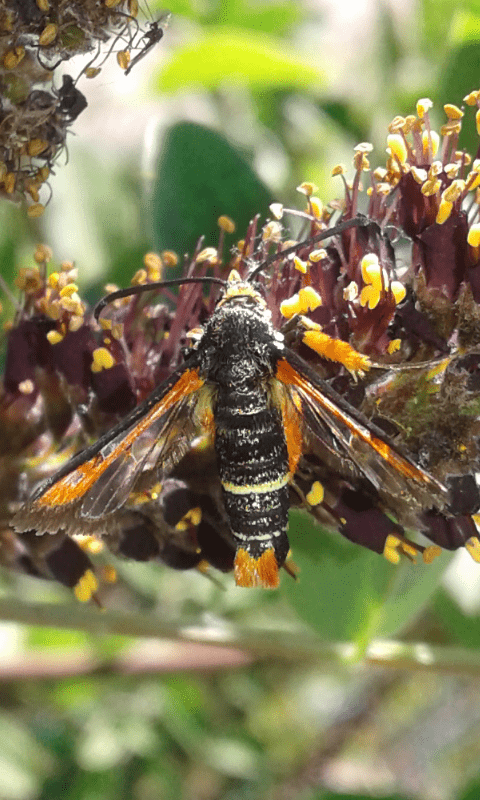 Pyropteron chrysidiformis (Sesiidae)?  S